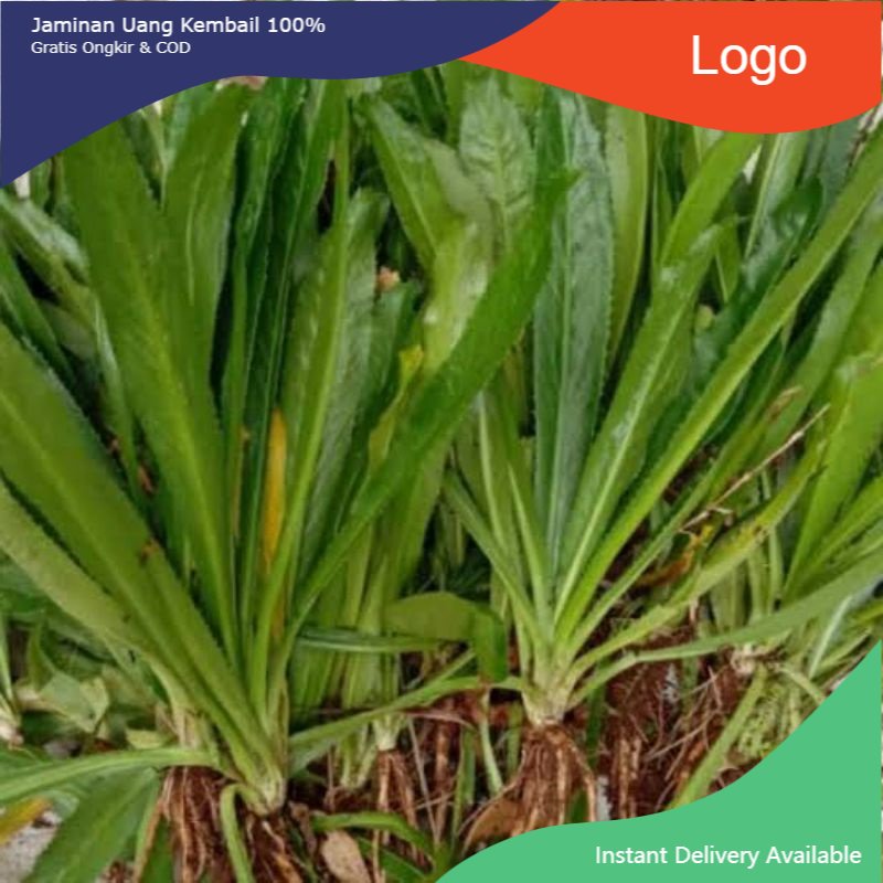 

Promo 500gr Daun Walang Sangit fresh