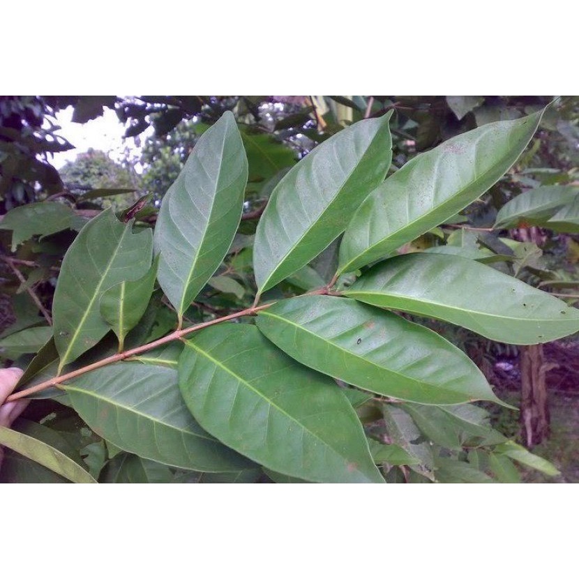 

Daun Salam