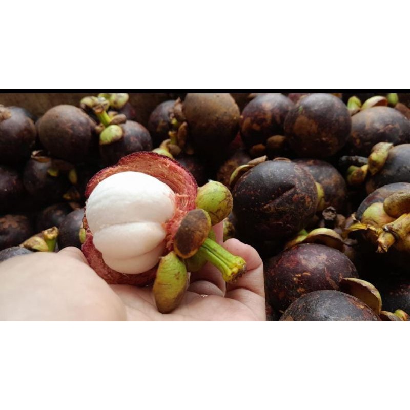 

buah manggis