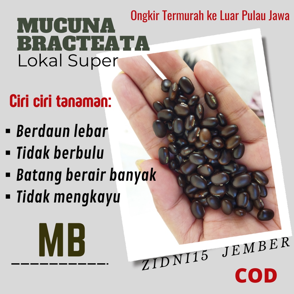 

100 gram biji benih kacangan Mucuna Bracteata MB Lokal Super
