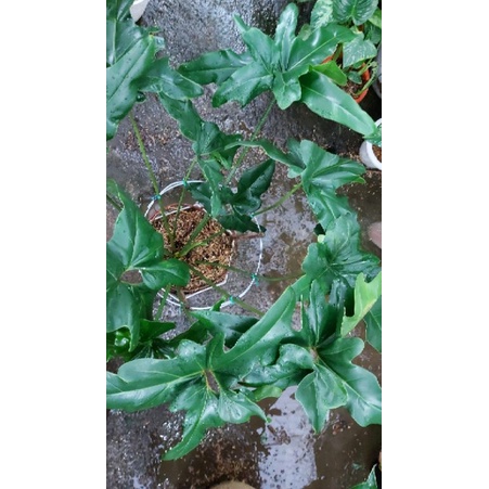 Philodendron Mercy/ Angela