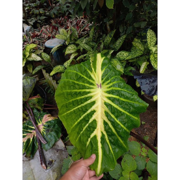 aneka tanaman colocasia
