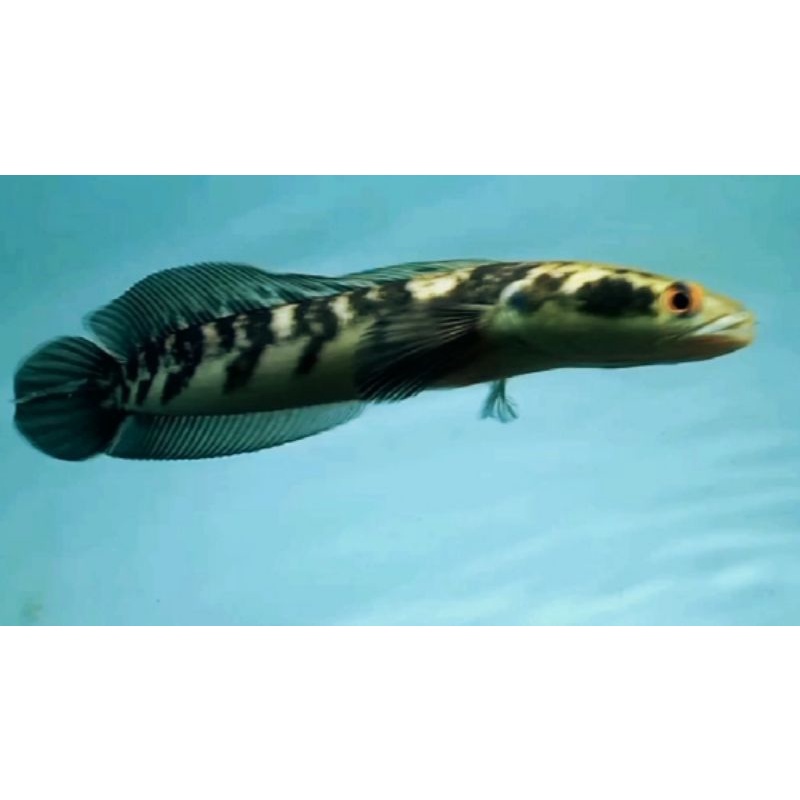 YS 18-21cm bar tebal simet rapi 100% jaminan ⭐⭐⭐