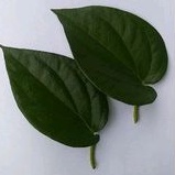 

Daun Sirih Segar Organik