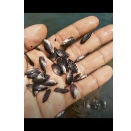 Bibit ikan gurame soang size kuaci / gurame soang berkwalitas / bibit ikan gurame soang hitam
