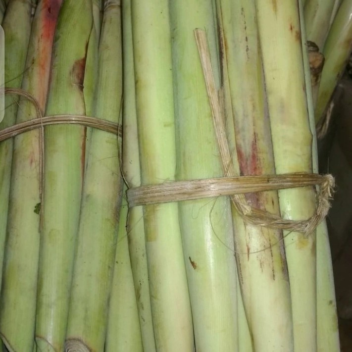 

turubuk telur tebu/kembang tebu segar 1 ikat