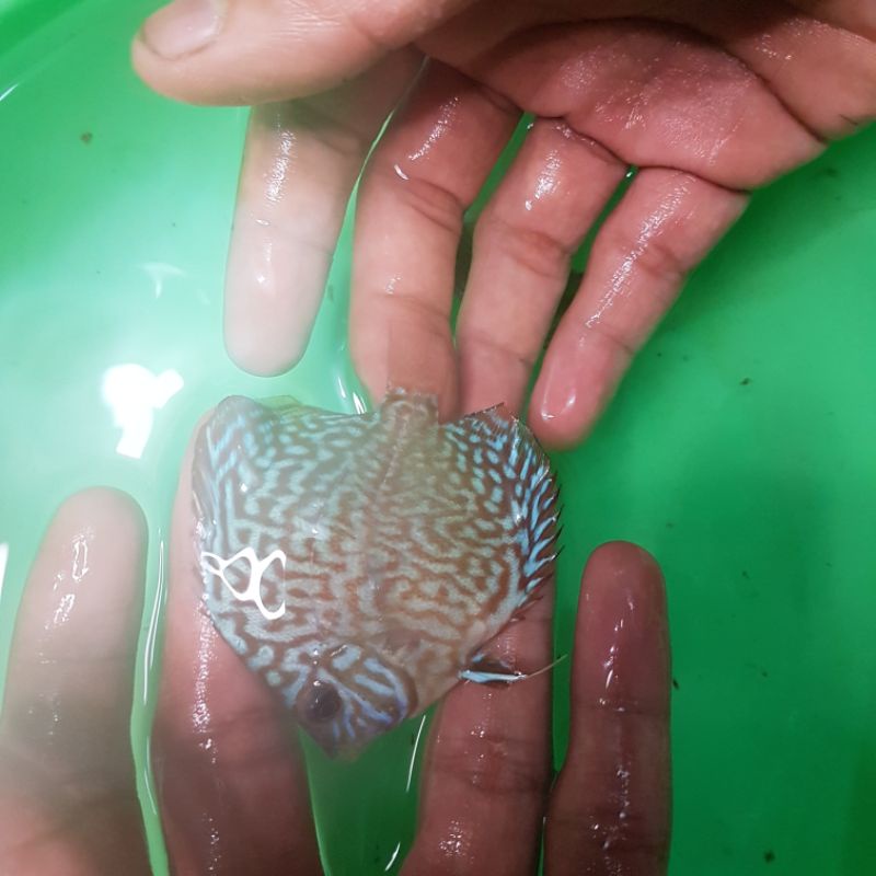 Ikan Discus 2 inch