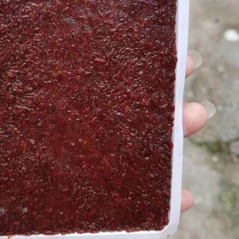 cacing darah,cacing darah beku,cacing beku