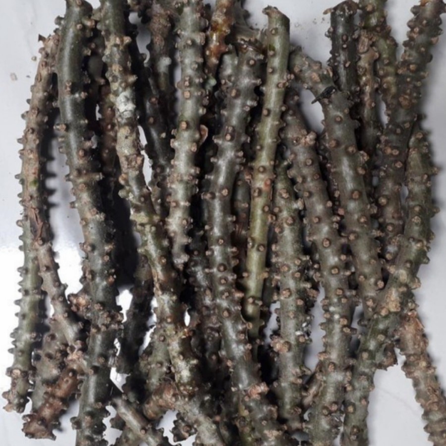 

Brotowali/Bratawali Segar Untuk obat herbal