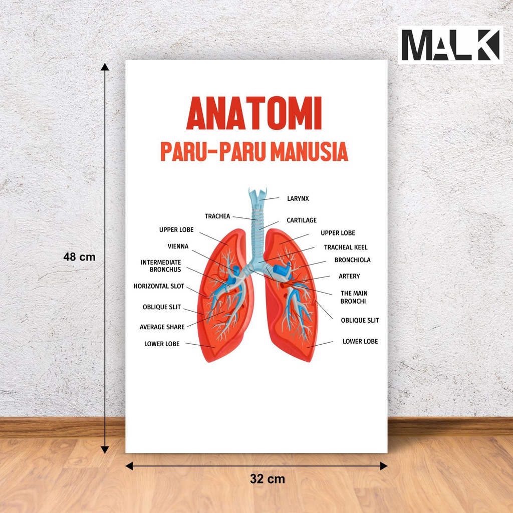 Jual Poster anatomi Paru paru manusia | Shopee Indonesia