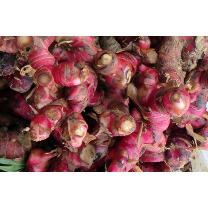 

Jahe Merah Medan Super Segar 1kg
