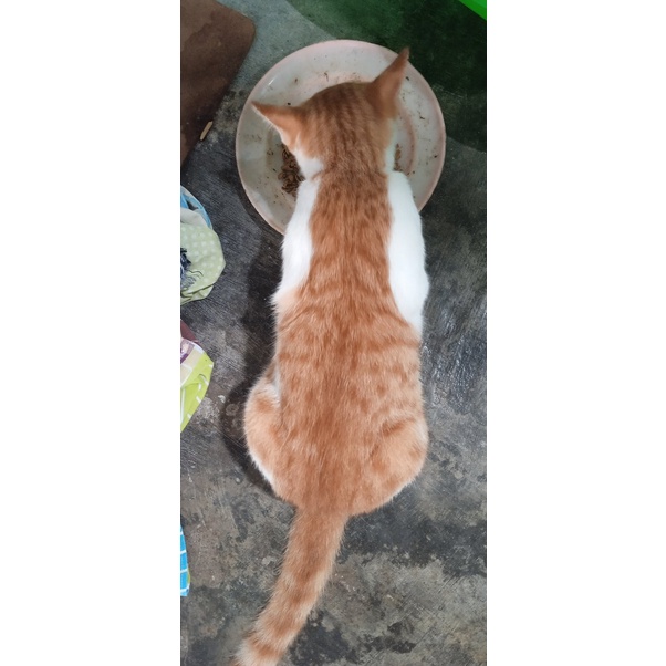 Sedekah pakan kucing jalanan/liar/kampung-1