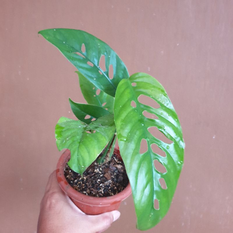 Raphidopora Megasperma