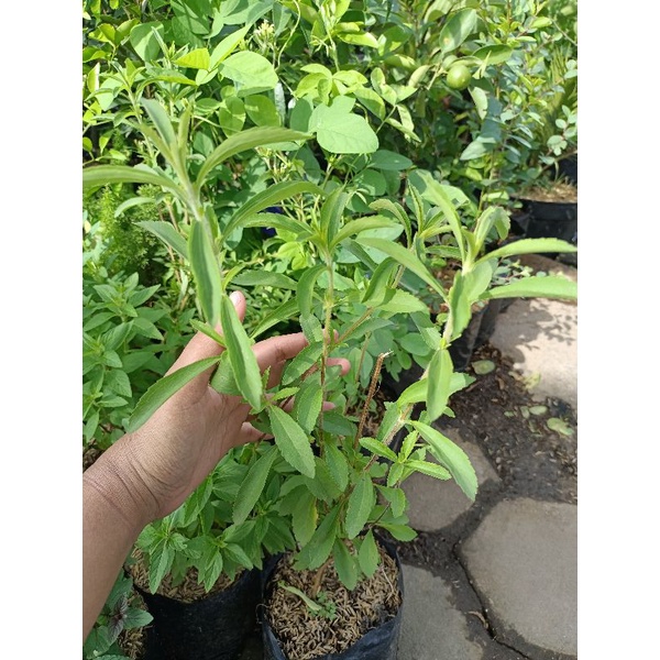 Tanaman stevia rebaudiana - stevia gula - tanaman hias