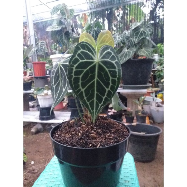 kuping gajah clarinervium