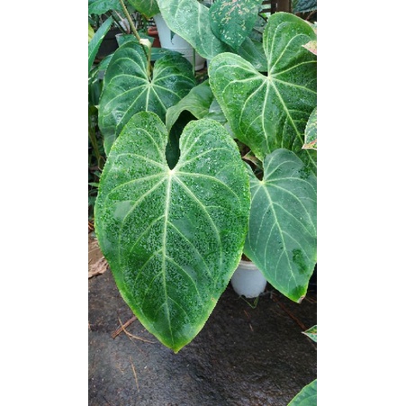 Kuping gajah magnificum