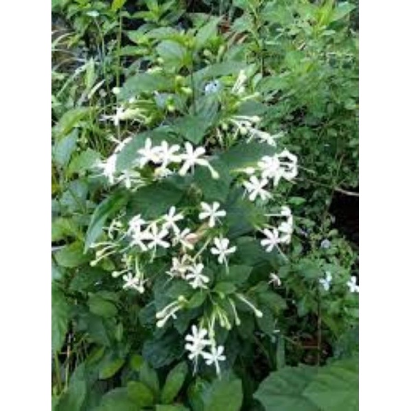 BIBIT KEMBANG BOGANG