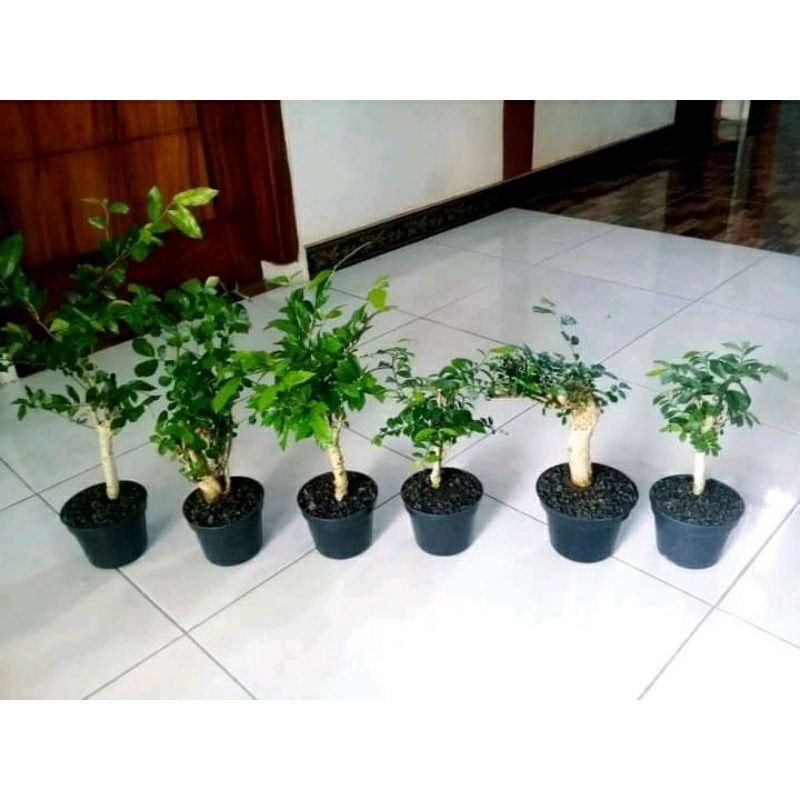 COD/BONSAI SERUT MAME/BAHAN BONSAI MAME