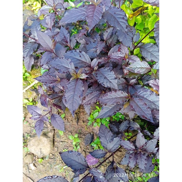 

daun ungu/daun handeleum