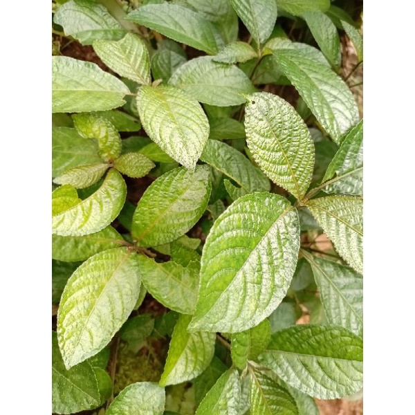 

Daun Keji Beling Ki Beling Pecah Beling Obat Herbal Segar