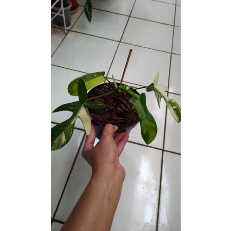 FLOBE /FLORIDA BEAUTY