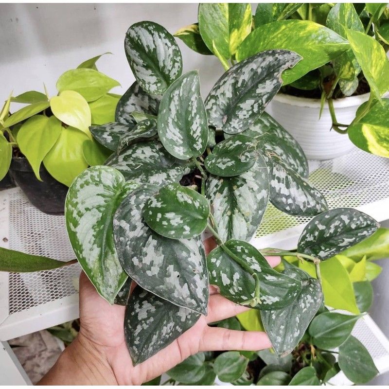 ( TERMURAH) Tanaman Hias Srigading Silver -Bisa Hidup di Air - Tanaman hias gantung srigading silver