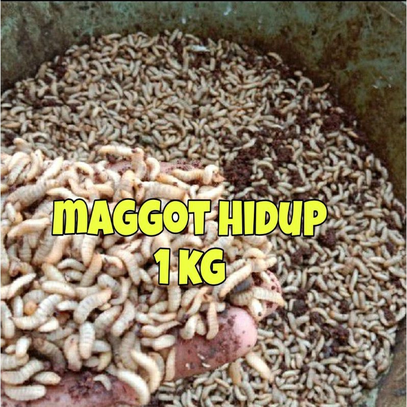 magot fresh 1kg magot hidup maggot fresh maggot hidup magot bsf maggot bsf garansi hidup