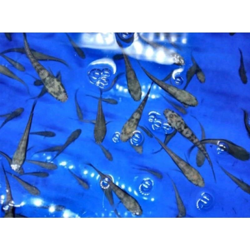 (Cod) Paketan Maru sentarum YS/pulcra isi 10e (Sortiran terbaik)