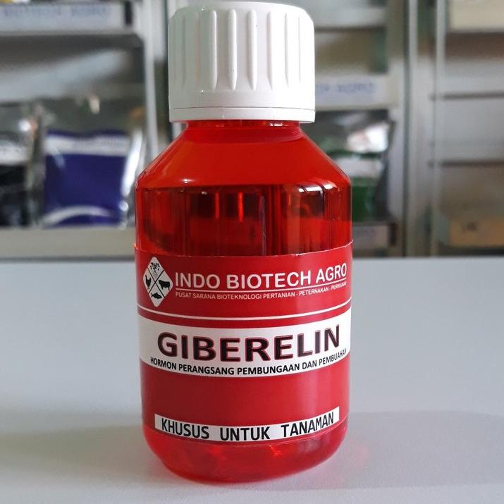 Update Favorit Giberelin