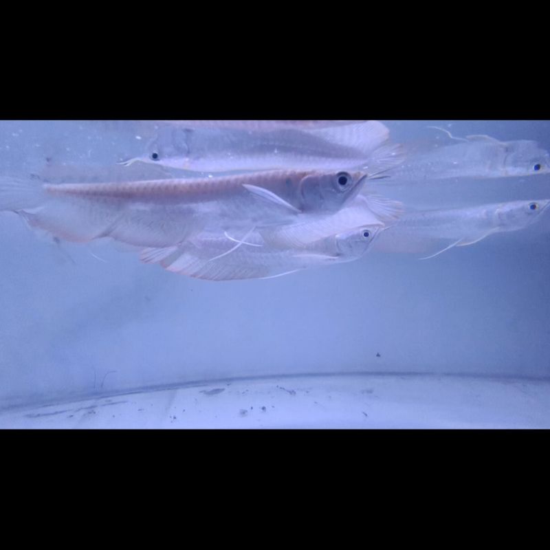 ikan hias arwana silver cacad