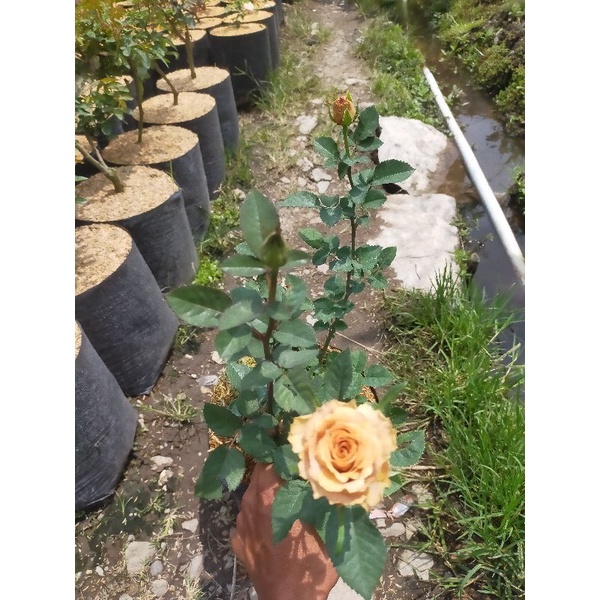 indukan mawar import honydijon