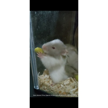 Hamster Syirian Jantan Dewasa