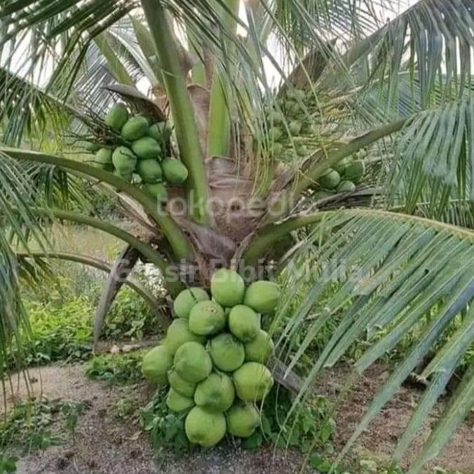 bibit kelapa dwarf unggul berkualitas