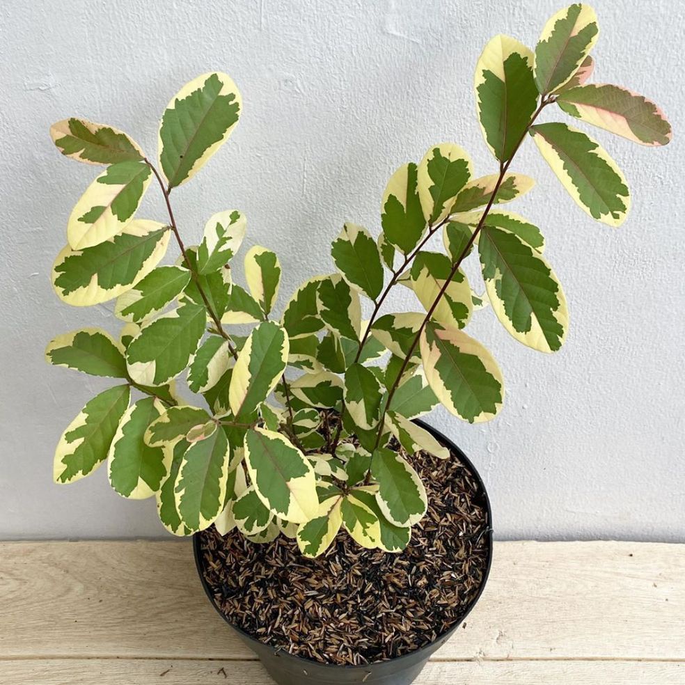 Tanaman hias preety pink / tanaman hias prety pink / tanaman daun pink