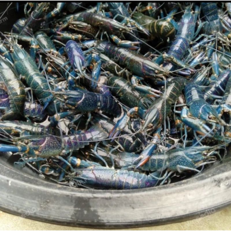 lobster air tawar konsumsi hidup ukuran (random) perkilo
