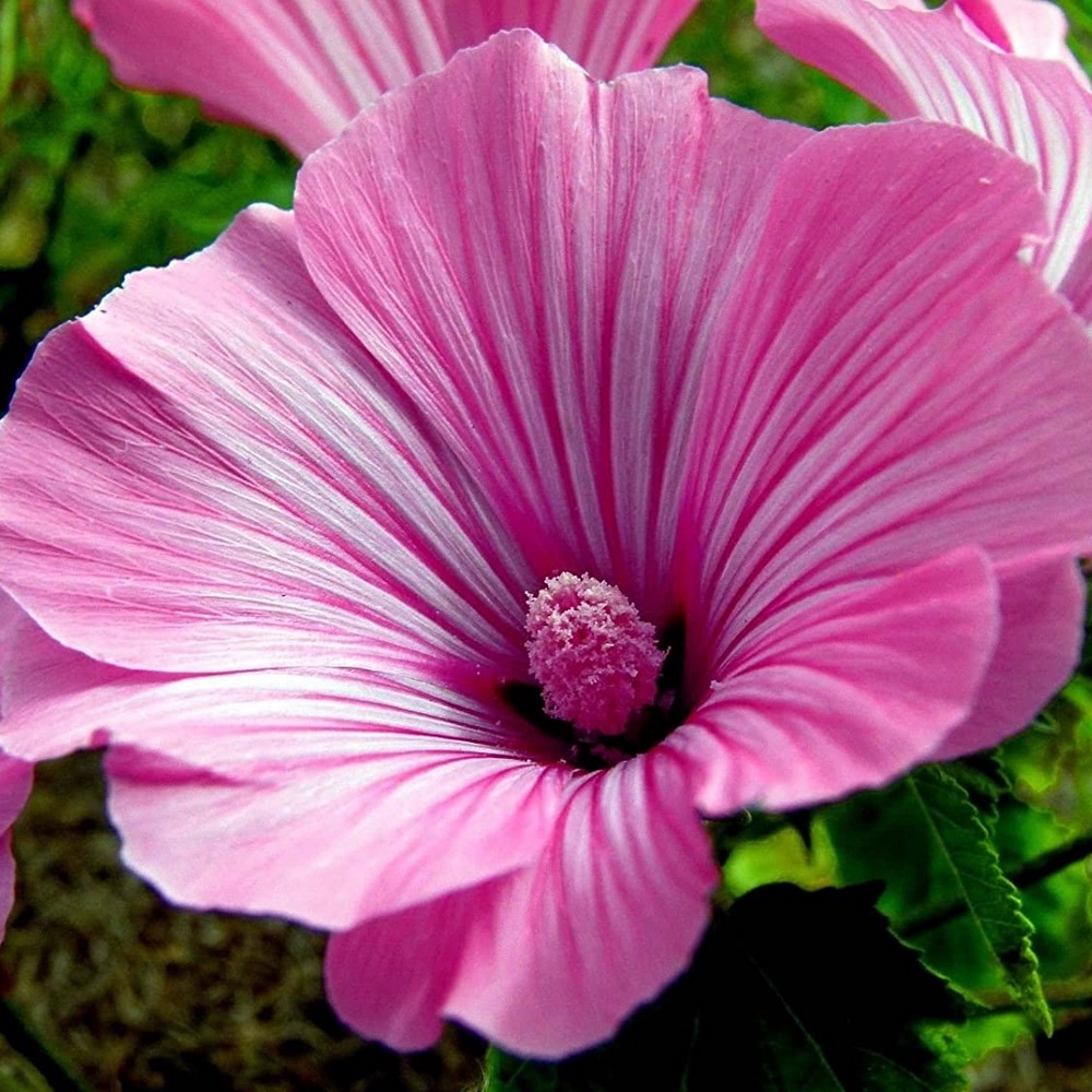 4 Seeds - Rose Mallow Lavatera Biji Bunga - SR0231