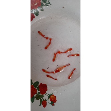 paket 5 pasang ss koi