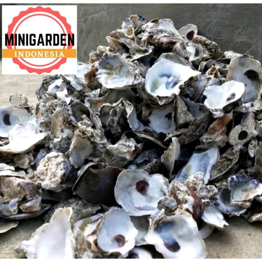 OYSTER ZAK KARUNG 10KG cangkang kerang tiram media filter kolam ikan koi oyster shell penetral PH aquarium
