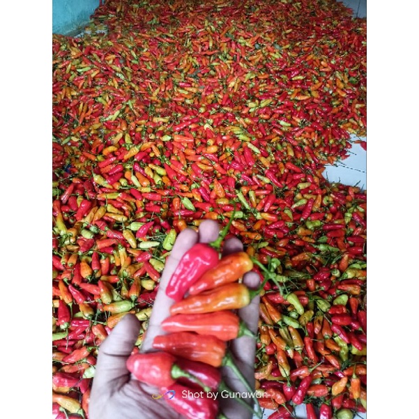 

cabe inul