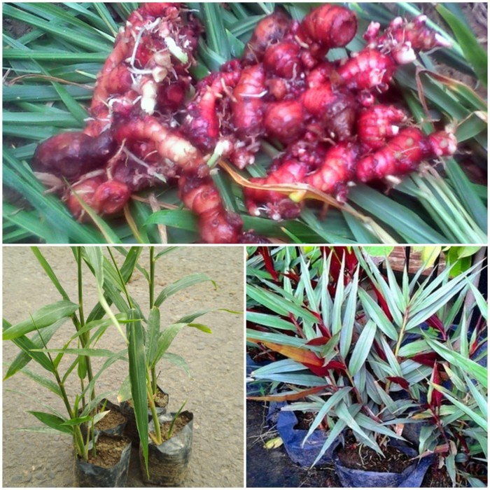 Bibit Jahe Merah super