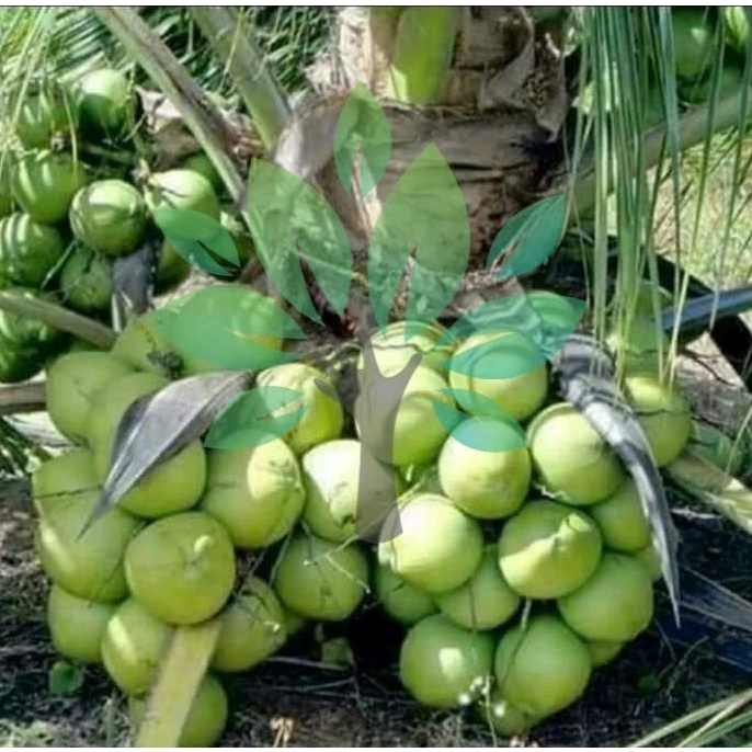 Bibit Tanaman Buah Kelapa Kopyor Genjah-Bibit Kelapa Asli Kopyor