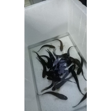 ys sortiran 14-16 cm