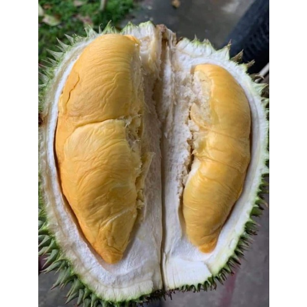 Durian Bulat Utuh Musang King Lokal 2Kg