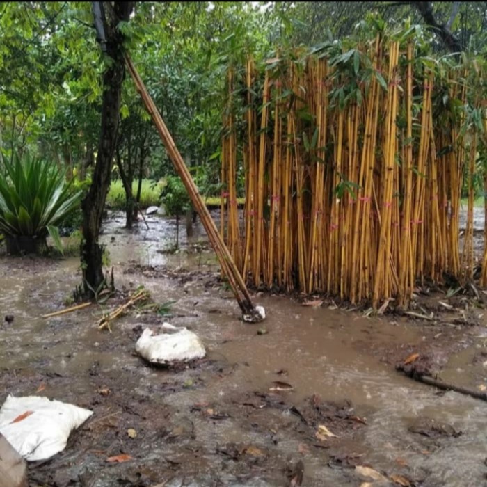 Paket 100 Rumpun Tanaman Hias Bambu Kuning Untuk Pembuatan Pagar Taman