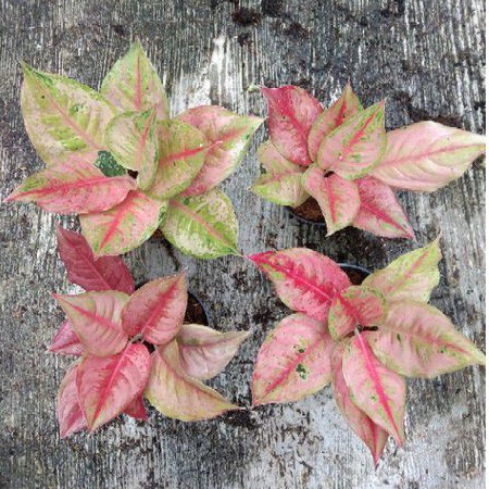 Aglonema LOD-Light Of Diamond