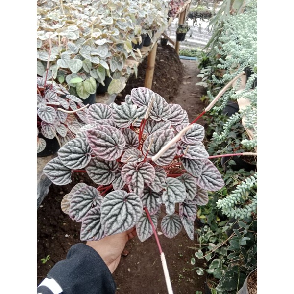 peperomia merah
