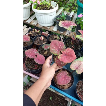 caladium black mamba