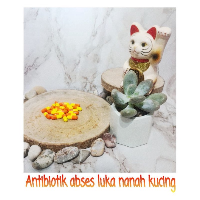 luka abses nanah kucing