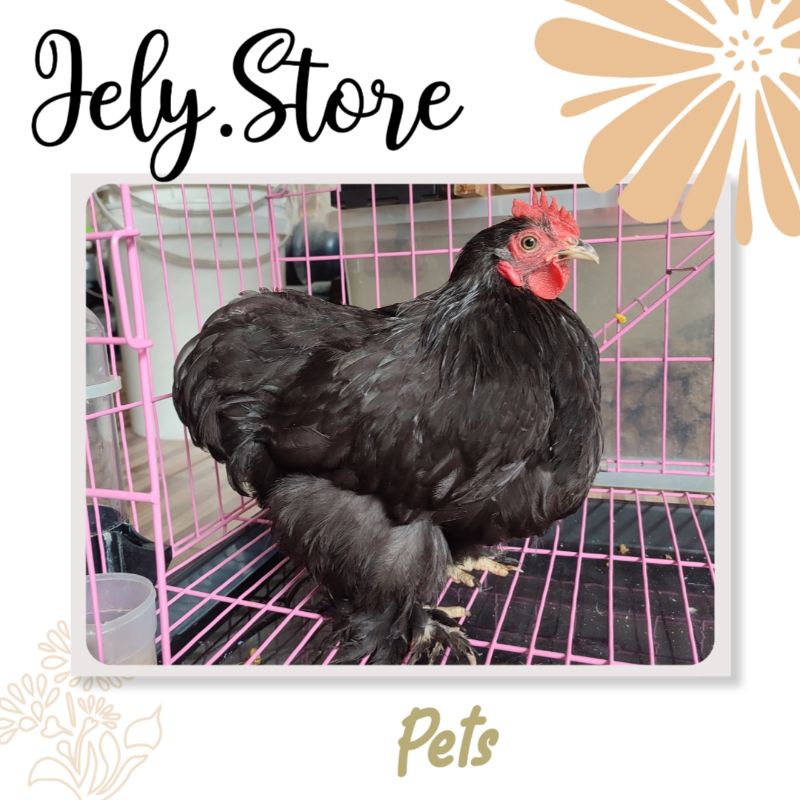 Ayam BC Bantam Cochin Hitam Putih Coklat Merah Abu cocin hias bukan brahma serama kate