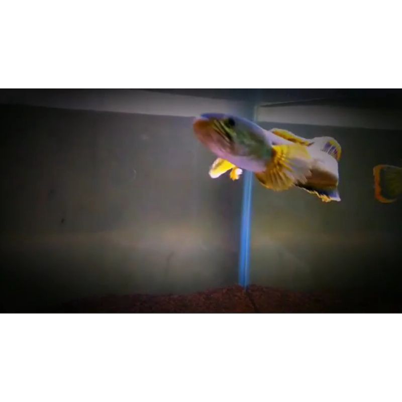 Limbata siap kontes rim merah tebal real 11-16 cm